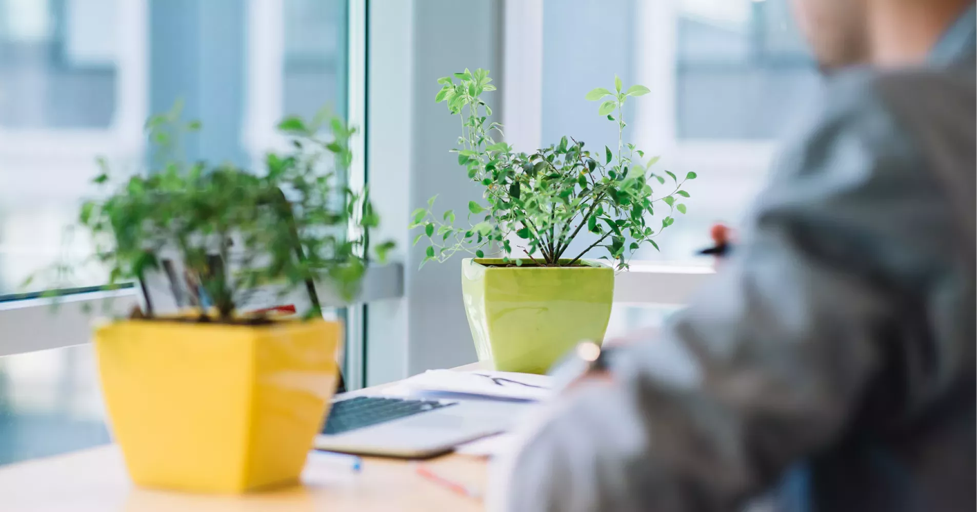 Close-up of a modern office workspace by the window with a laptop, papers, and two vibrant potted plants in yellow and green containers, as a person works nearby in a bright, naturally lit environment.